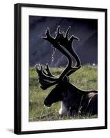 Bull Caribou in Denali National Park, Alaska Range, Alaska, USA-Art Wolfe-Framed Photographic Print