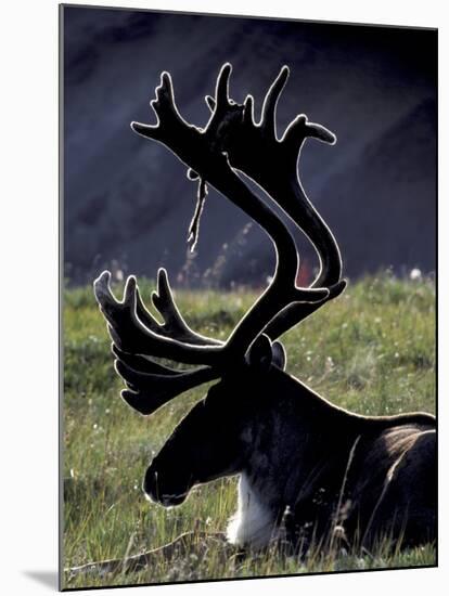 Bull Caribou in Denali National Park, Alaska Range, Alaska, USA-Art Wolfe-Mounted Photographic Print