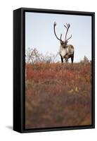 Bull Caribou in Denali National Park-null-Framed Stretched Canvas