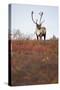 Bull Caribou in Denali National Park-null-Stretched Canvas