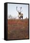 Bull Caribou in Denali National Park-null-Framed Stretched Canvas