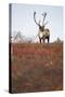 Bull Caribou in Denali National Park-null-Stretched Canvas