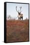 Bull Caribou in Denali National Park-null-Framed Stretched Canvas