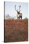 Bull Caribou in Denali National Park-null-Stretched Canvas