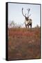 Bull Caribou in Denali National Park-null-Framed Stretched Canvas