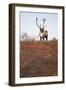 Bull Caribou in Denali National Park-null-Framed Photographic Print