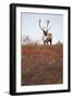 Bull Caribou in Denali National Park-null-Framed Photographic Print