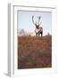 Bull Caribou in Denali National Park-null-Framed Photographic Print