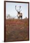 Bull Caribou in Denali National Park-null-Framed Photographic Print