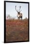 Bull Caribou in Denali National Park-null-Framed Photographic Print