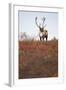 Bull Caribou in Denali National Park-null-Framed Photographic Print