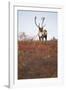 Bull Caribou in Denali National Park-null-Framed Photographic Print