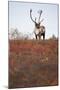 Bull Caribou in Denali National Park-null-Mounted Photographic Print