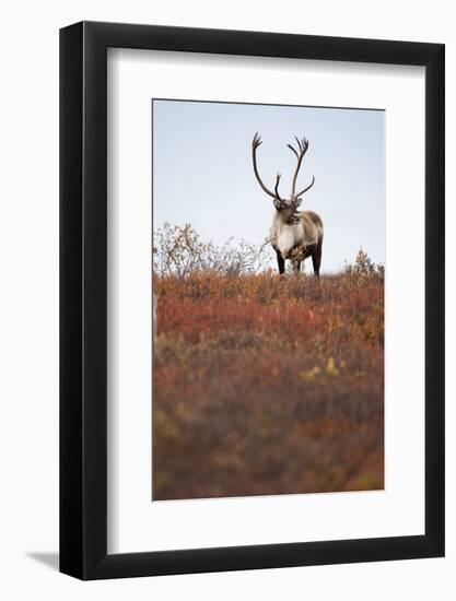 Bull Caribou in Denali National Park-null-Framed Photographic Print