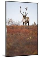 Bull Caribou in Denali National Park-null-Mounted Photographic Print