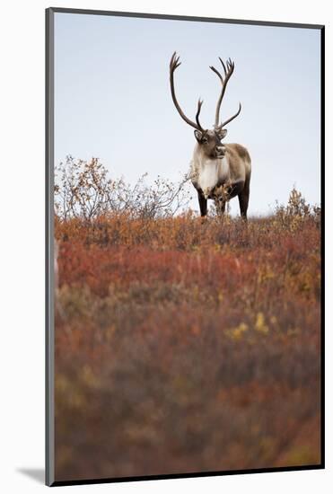 Bull Caribou in Denali National Park-null-Mounted Photographic Print