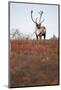 Bull Caribou in Denali National Park-null-Mounted Photographic Print