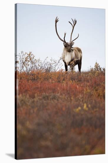 Bull Caribou in Denali National Park-null-Stretched Canvas