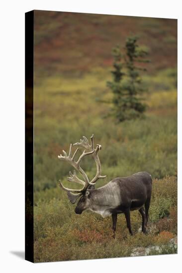 Bull Caribou Wildlife, Denali National Park, Alaska, USA-Gerry Reynolds-Stretched Canvas