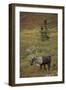 Bull Caribou Wildlife, Denali National Park, Alaska, USA-Gerry Reynolds-Framed Photographic Print