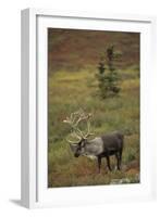 Bull Caribou Wildlife, Denali National Park, Alaska, USA-Gerry Reynolds-Framed Photographic Print