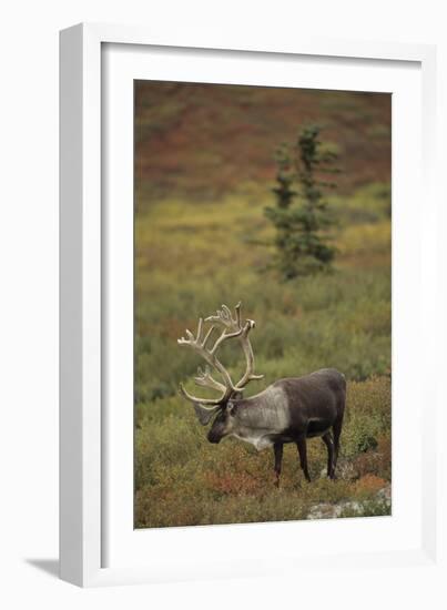 Bull Caribou Wildlife, Denali National Park, Alaska, USA-Gerry Reynolds-Framed Photographic Print