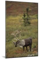 Bull Caribou Wildlife, Denali National Park, Alaska, USA-Gerry Reynolds-Mounted Photographic Print