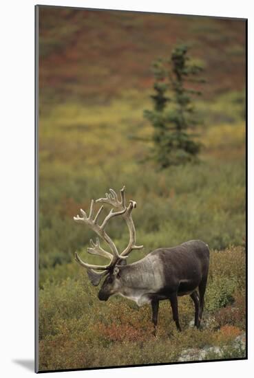 Bull Caribou Wildlife, Denali National Park, Alaska, USA-Gerry Reynolds-Mounted Photographic Print