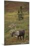 Bull Caribou Wildlife, Denali National Park, Alaska, USA-Gerry Reynolds-Mounted Photographic Print