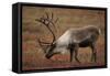 Bull Caribou Wildlife, Denali National Park, Alaska, USA-Gerry Reynolds-Framed Stretched Canvas