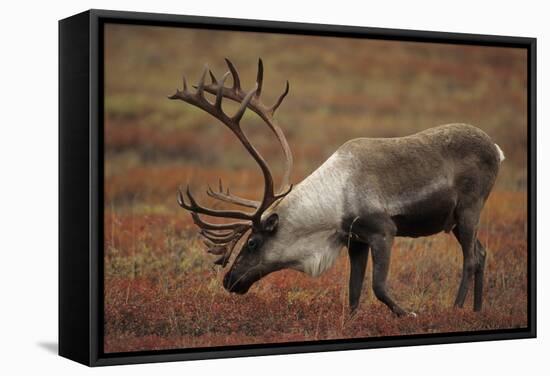 Bull Caribou Wildlife, Denali National Park, Alaska, USA-Gerry Reynolds-Framed Stretched Canvas