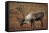 Bull Caribou Wildlife, Denali National Park, Alaska, USA-Gerry Reynolds-Framed Stretched Canvas