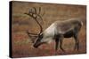 Bull Caribou Wildlife, Denali National Park, Alaska, USA-Gerry Reynolds-Stretched Canvas