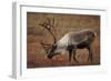 Bull Caribou Wildlife, Denali National Park, Alaska, USA-Gerry Reynolds-Framed Photographic Print