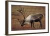 Bull Caribou Wildlife, Denali National Park, Alaska, USA-Gerry Reynolds-Framed Photographic Print