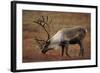 Bull Caribou Wildlife, Denali National Park, Alaska, USA-Gerry Reynolds-Framed Photographic Print