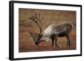 Bull Caribou Wildlife, Denali National Park, Alaska, USA-Gerry Reynolds-Framed Photographic Print