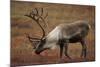 Bull Caribou Wildlife, Denali National Park, Alaska, USA-Gerry Reynolds-Mounted Photographic Print