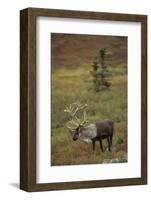 Bull Caribou Wildlife, Denali National Park, Alaska, USA-Gerry Reynolds-Framed Photographic Print