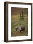 Bull Caribou Wildlife, Denali National Park, Alaska, USA-Gerry Reynolds-Framed Photographic Print