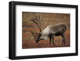 Bull Caribou Wildlife, Denali National Park, Alaska, USA-Gerry Reynolds-Framed Photographic Print