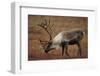 Bull Caribou Wildlife, Denali National Park, Alaska, USA-Gerry Reynolds-Framed Photographic Print