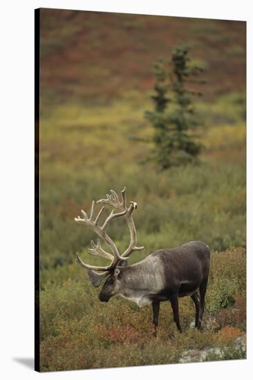 Bull Caribou Wildlife, Denali National Park, Alaska, USA-Gerry Reynolds-Stretched Canvas