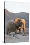 Bull Desert Elephant, Damaraland, Namibia, Africa-Bhaskar Krishnamurthy-Stretched Canvas