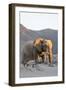 Bull Desert Elephant, Damaraland, Namibia, Africa-Bhaskar Krishnamurthy-Framed Photographic Print