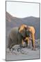Bull Desert Elephant, Damaraland, Namibia, Africa-Bhaskar Krishnamurthy-Mounted Photographic Print