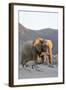 Bull Desert Elephant, Damaraland, Namibia, Africa-Bhaskar Krishnamurthy-Framed Photographic Print