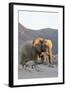 Bull Desert Elephant, Damaraland, Namibia, Africa-Bhaskar Krishnamurthy-Framed Photographic Print