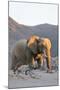 Bull Desert Elephant, Damaraland, Namibia, Africa-Bhaskar Krishnamurthy-Mounted Photographic Print