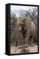 Bull Desert Elephant, Damaraland, Namibia, Africa-Bhaskar Krishnamurthy-Framed Stretched Canvas